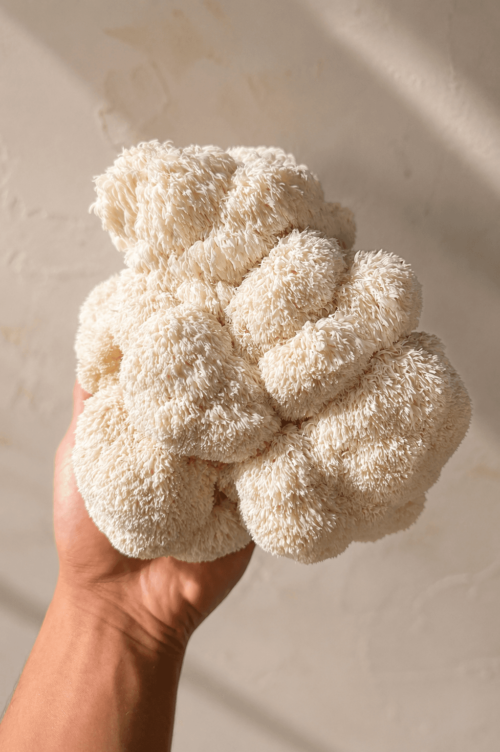 Fresh Lion's Mane — cluster close-up